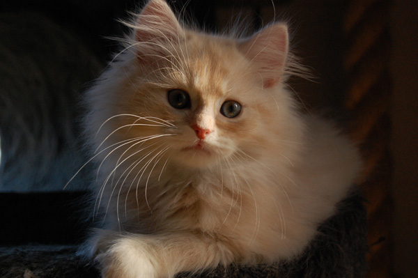 Ravell ist 9 Wochen alt.jpg